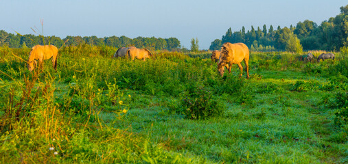 Horses in a field along the edge of a misty lake at sunrise in summer, Almere, Flevoland, The Netherlands, September 23, 2021 © Naj