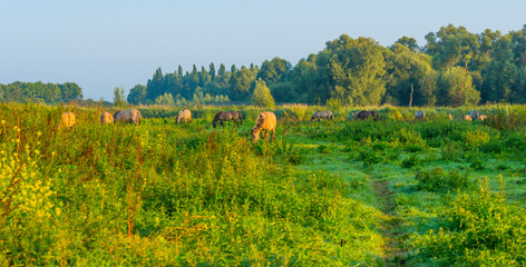Horses in a field along the edge of a misty lake at sunrise in summer, Almere, Flevoland, The Netherlands, September 23, 2021 © Naj