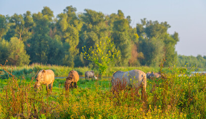 Horses in a field along the edge of a misty lake at sunrise in summer, Almere, Flevoland, The Netherlands, September 23, 2021 © Naj