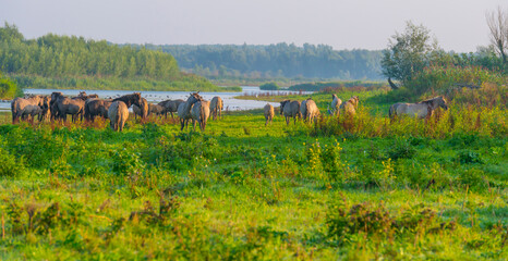 Horses in a field along the edge of a misty lake at sunrise in summer, Almere, Flevoland, The Netherlands, September 23, 2021 © Naj