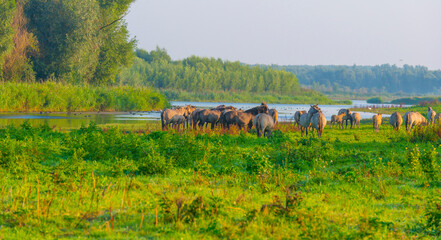 Horses in a field along the edge of a misty lake at sunrise in summer, Almere, Flevoland, The Netherlands, September 23, 2021 © Naj
