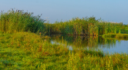 The edge of a misty lake with reed and wild flowers in wetland in sunlight at sunrise in summer, Almere, Flevoland, The Netherlands, September 3, 2021