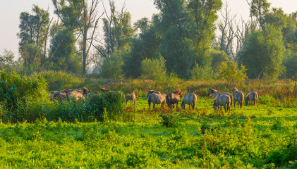 Horses in a field along the edge of a misty lake at sunrise in summer, Almere, Flevoland, The Netherlands, September 23, 2021 © Naj