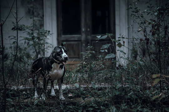 A Beautiful Black And White Dog In A Mystical Forest Near An Old Abandoned House. American Staffordshire Terrier. Scary Abandoned Manor. House With The Ghosts.