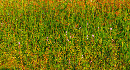 Obraz premium The edge of a misty lake with reed and wild flowers in wetland in sunlight at sunrise in summer, Almere, Flevoland, The Netherlands, September 3, 2021