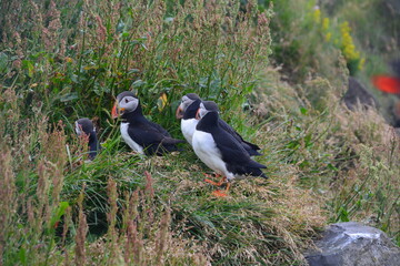Puffins - Papageientaucher Island