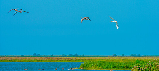 Geese flying in a bright blue sky in sunlight over wetland in summer, Almere, Flevoland, The Netherlands, September 3, 2021