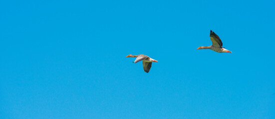 Geese flying in a bright blue sky in sunlight over wetland in summer, Almere, Flevoland, The Netherlands, September 3, 2021