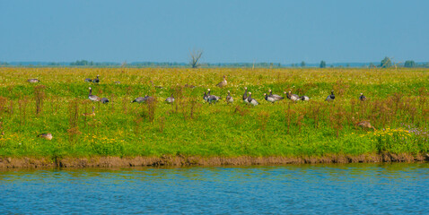 Geese flying in a bright blue sky in sunlight over wetland in summer, Almere, Flevoland, The Netherlands, September 3, 2021