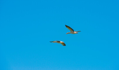 Geese flying in a bright blue sky in sunlight over wetland in summer, Almere, Flevoland, The Netherlands, September 3, 2021