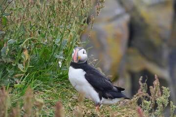 Puffins - Papageientaucher Island
