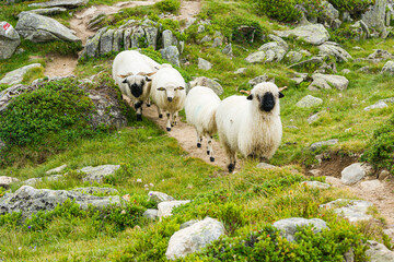 Small herd of Valais sheep in Swiss mountains nearby Aletsch glacier.