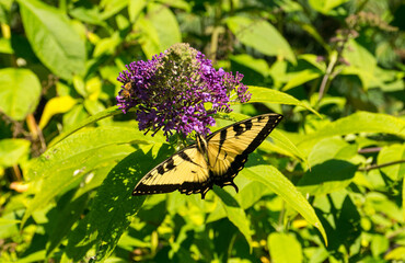 Mariposa y flor 2