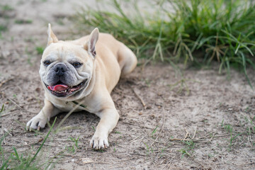 Obraz premium French bulldog lying on the dried ground.