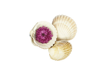 Three seashells with a pink Chrysanthemum flower isolated on white background. 