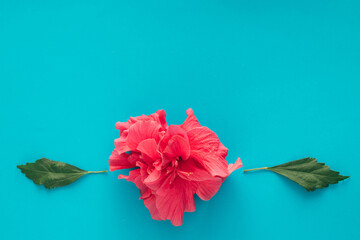 red flower on a white background