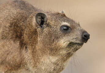 Profile close up of one Cape Dassie (Procavia capensis ssp. Capensis) seen from the side on rocks, South Africa