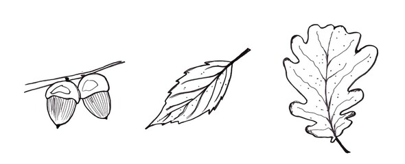 Autumn set with acorns and leaves. Hand drawing illustrations. Isolated, white background
