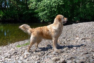 golden retriever on the Loch