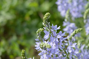 forget me not flowers