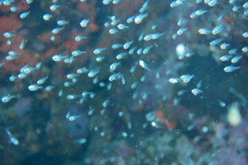 奄美大島 小魚の群れ
2108 7887