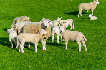 Fototapeta premium sheep and lambs