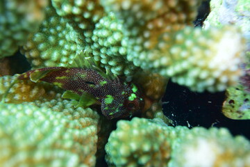 奄美大島 カスリフサカサゴ
2108 7819