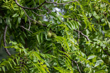 The eastern American black walnut (Juglans nigra ) is native to North America.