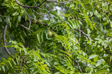  The eastern American black walnut (Juglans nigra) is native to North America
