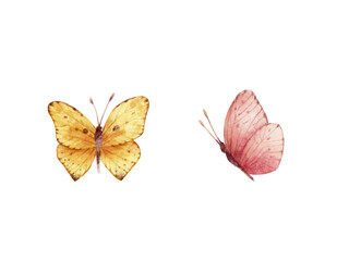 Butterflies in watercolor