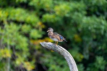 The wood duck or Carolina duck (Aix sponsa) in the park