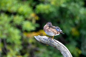 The wood duck or Carolina duck (Aix sponsa) in the park