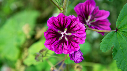 Obraz premium The flower of a plant called Wild Mallow growing in flower meadows located between the lanes of Jana Pawła 2 in the city of Białystok in Podlasie in Poland.