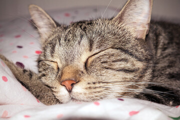 Ciri, The most adorable and cute kittie I ever seen!