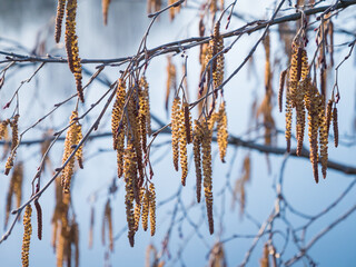 Alder catkins hanging from tree branch