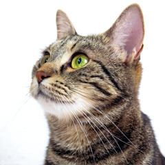 Ciri, The most adorable and cute kittie I ever seen!