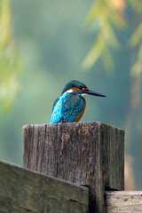 Close-up of a blue kingfisher sitting on a branch