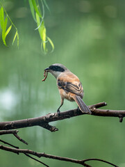 Close-up of a Long-tailed shrike sitting on a branch