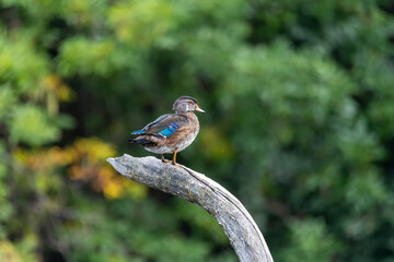 The wood duck or Carolina duck (Aix sponsa) in the park