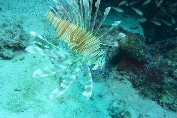 奄美大島 ミノカサゴ
2108 7959