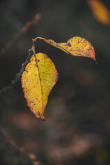yellow autumn leaves on a tree