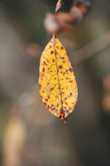 yellow autumn leaves on a tree
