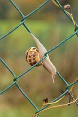 Pequeño caracol en una alambrada.