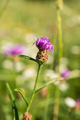 pink cornflower flower close-up. the background image. an idea for a puzzle.Purple-pink flowers of a large cornflower.
