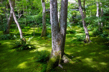 trees in the moss