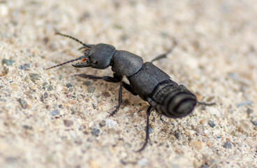 Devil's coach-horse beetle (Ocypus olens).