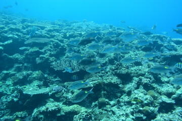 Fototapeta na wymiar 奄美大島 珊瑚礁と魚影 2108 7984
