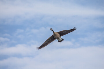 Obraz premium Canada goose ( Branta canadensis) in flight