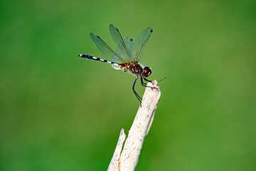 Dragon fly closeup sitting on a branch 