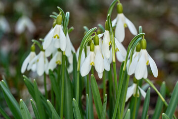 Fototapeta premium White common snowdrop - Galanthus nivalis - flowers growing in forest, closeup detail